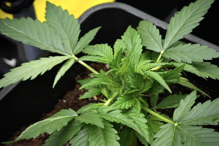 Pink Rosay Auto By Zamnesia Pheno A. Week 3 - Pink Rosay plant A LST 