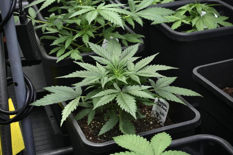 Pink Rosay Auto By Zamnesia Pheno A. Week 3 - Pink Rosay plant A