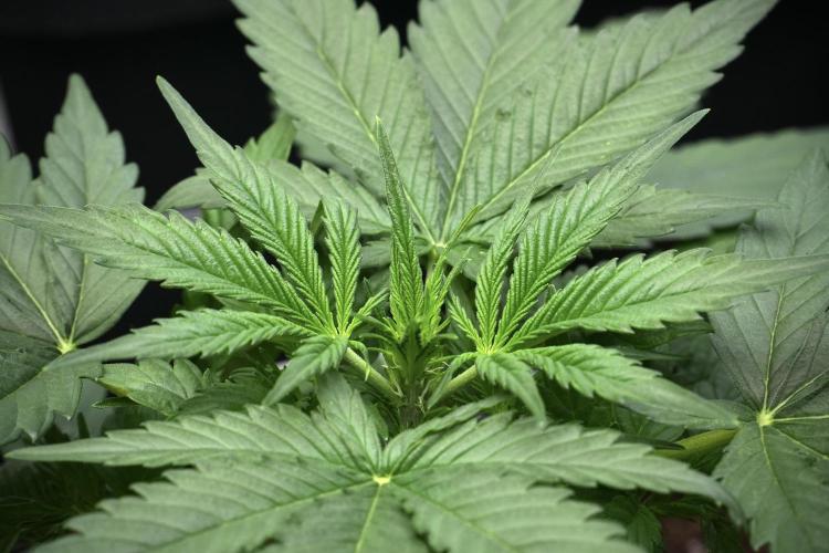 Pink Rosay Auto By Zamnesia Pheno A. Week 3 - Pink Rosay plant A
