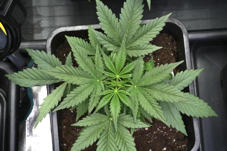 Pink Rosay Auto By Zamnesia Pheno A. Week 3 - Pink Rosay plant A