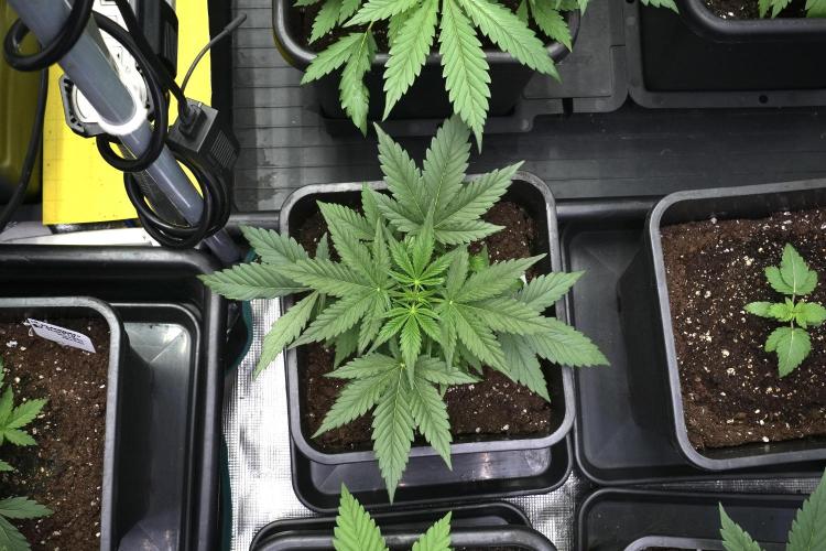 Pink Rosay Auto By Zamnesia Pheno A. Week 3 - Pink Rosay plant A