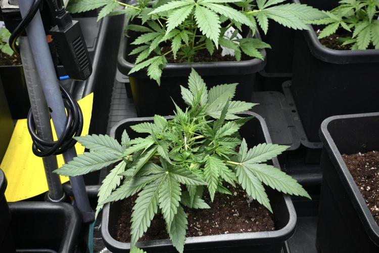 Pink Rosay Auto By Zamnesia Pheno A. Week 3 - Pink Rosay plant A LST 