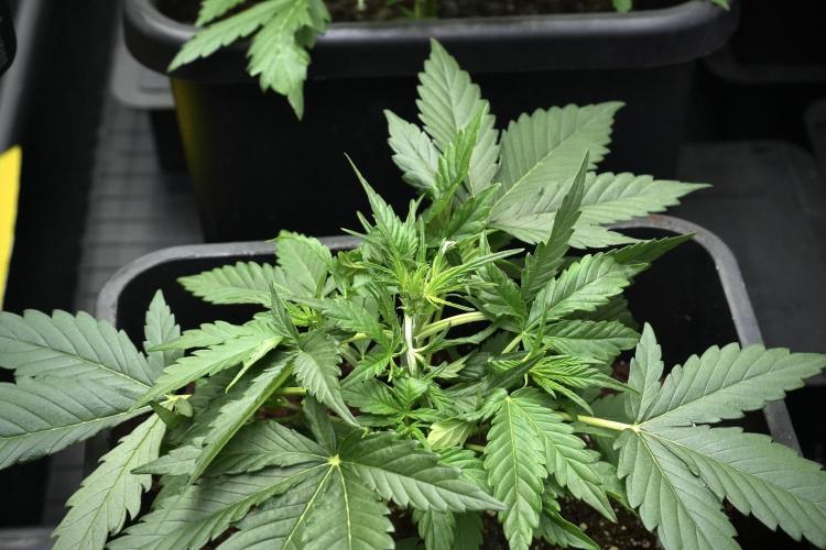 Pink Rosay Auto By Zamnesia Pheno A. Week 3 - Pink Rosay plant A LST 