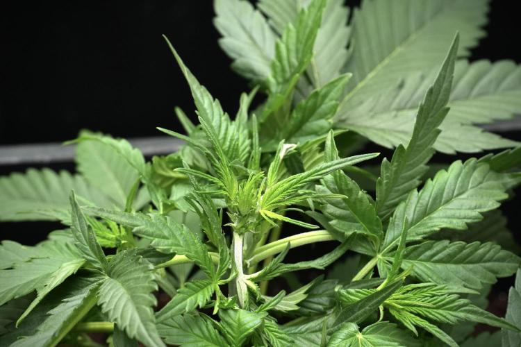 Pink Rosay Auto By Zamnesia Pheno A. Week 3 - Pink Rosay plant A LST 