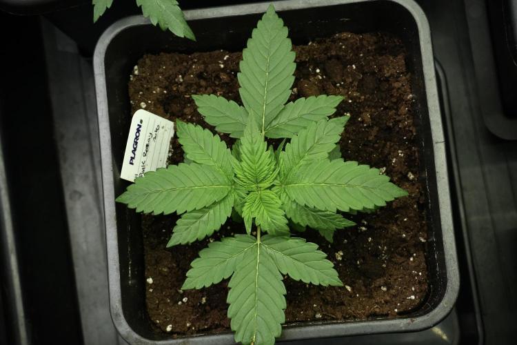 Pheno B Pink Rosay Auto By Zamnesia. Week 3 - Pink Rosay pheno B