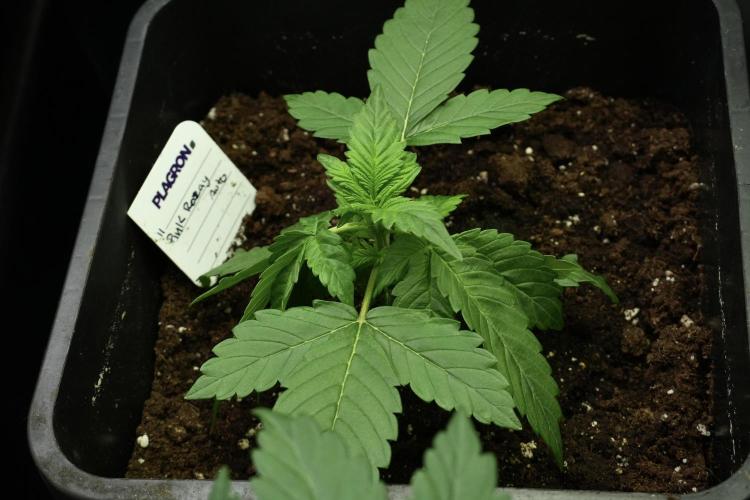 Pheno B Pink Rosay Auto By Zamnesia. Week 3 - Pink Rosay pheno B