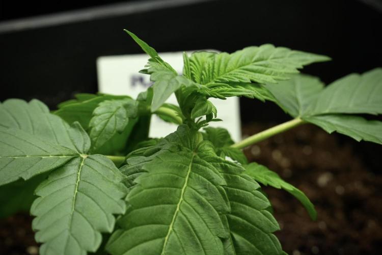 Pheno B Pink Rosay Auto By Zamnesia. Week 3 - Pink Rosay pheno B