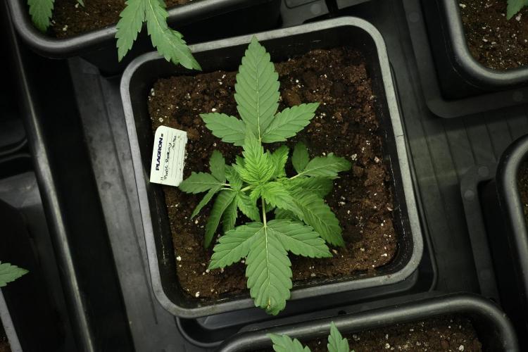 Pheno B Pink Rosay Auto By Zamnesia. Week 3 - Pink Rosay pheno B