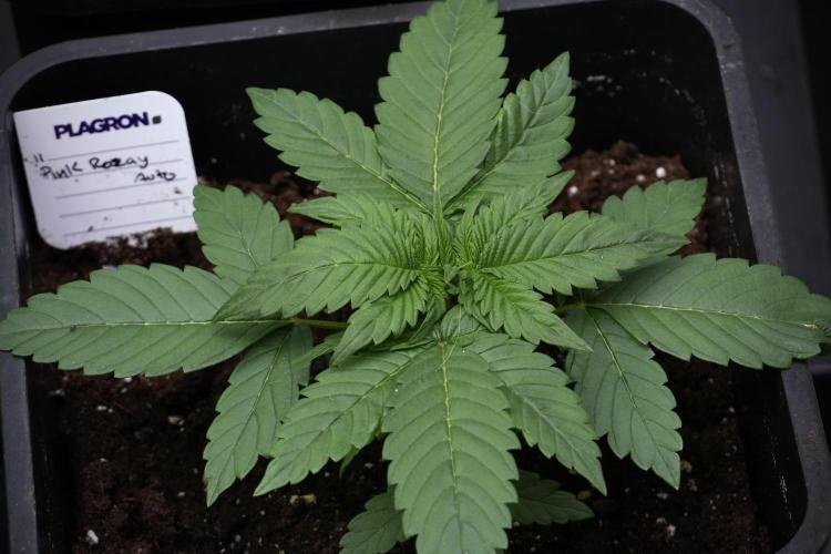 Pheno B Pink Rosay Auto By Zamnesia. Week 3 - Pink Rosay pheno B