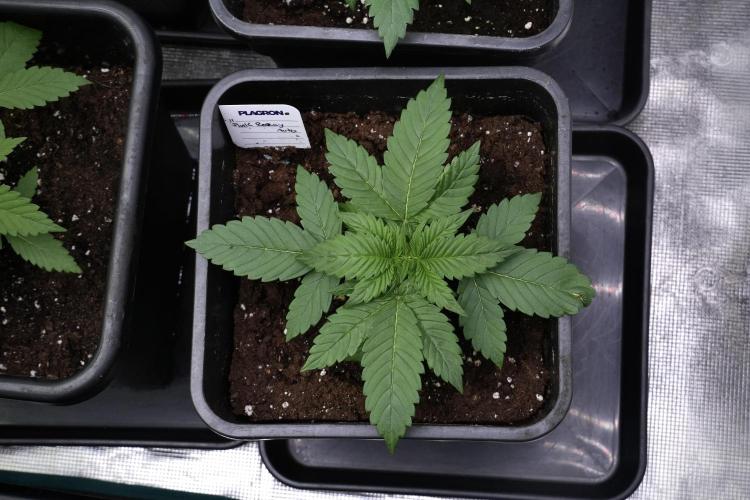 Pheno B Pink Rosay Auto By Zamnesia. Week 3 - Pink Rosay pheno B