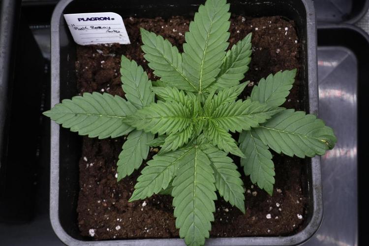 Pheno B Pink Rosay Auto By Zamnesia. Week 3 - Pink Rosay pheno B