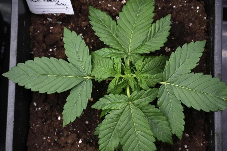 Pheno B Pink Rosay Auto By Zamnesia. Week 3 - Pink Rosay pheno B
