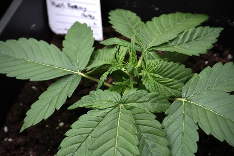 Pheno B Pink Rosay Auto By Zamnesia. Week 3 - Pink Rosay pheno B