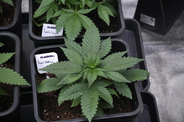 Pheno B Pink Rosay Auto By Zamnesia. Week 3 - Pink Rosay pheno B