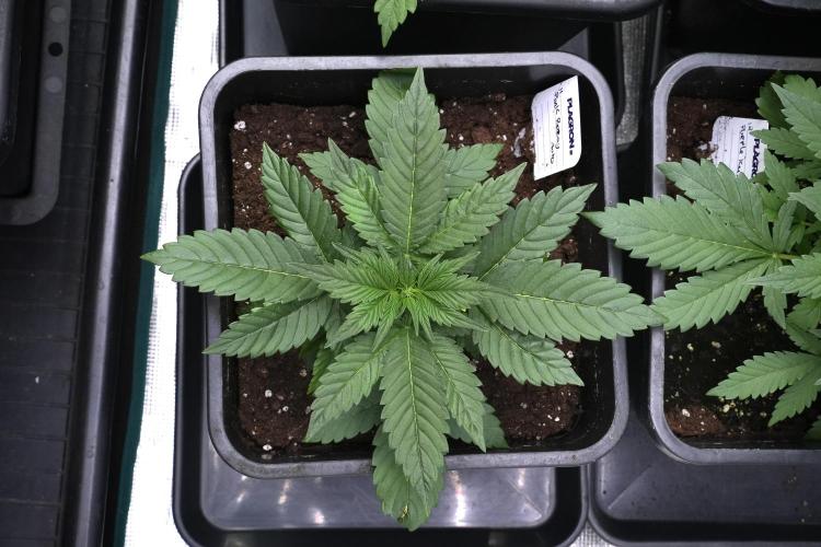 Pheno B Pink Rosay Auto By Zamnesia. Week 3 - Pink Rosay pheno B