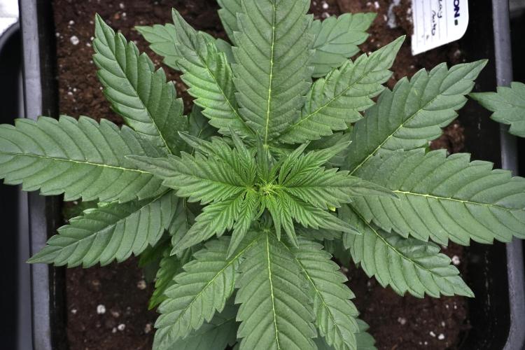 Pheno B Pink Rosay Auto By Zamnesia. Week 3 - Pink Rosay pheno B