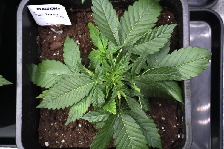 Pheno B Pink Rosay Auto By Zamnesia. Week 3 - Pink Rosay pheno B