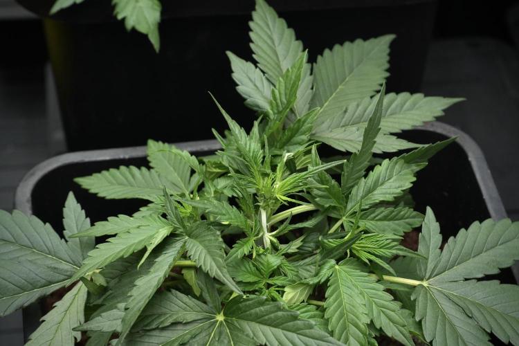 Pheno B Pink Rosay Auto By Zamnesia. Week 3 - Pink Rosay pheno B