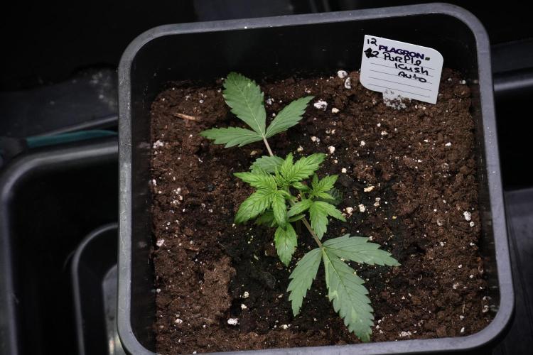 Purple CousKush Auto By Zamnesia Pheno A. Week 3 - Purple CousKush plant A
