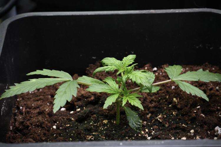 Purple CousKush Auto By Zamnesia Pheno A. Week 3 - Purple CousKush plant A