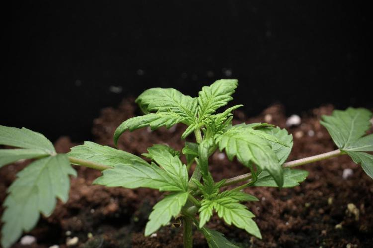 Purple CousKush Auto By Zamnesia Pheno A. Week 3 - Purple CousKush plant A