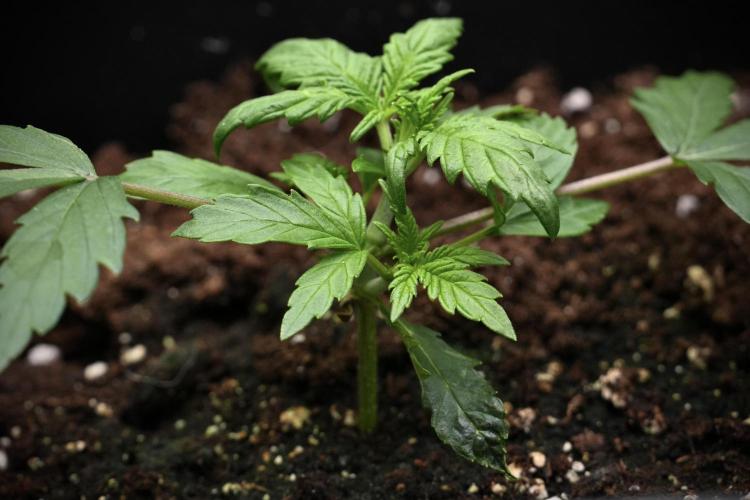 Purple CousKush Auto By Zamnesia Pheno A. Week 3 - Purple CousKush plant A