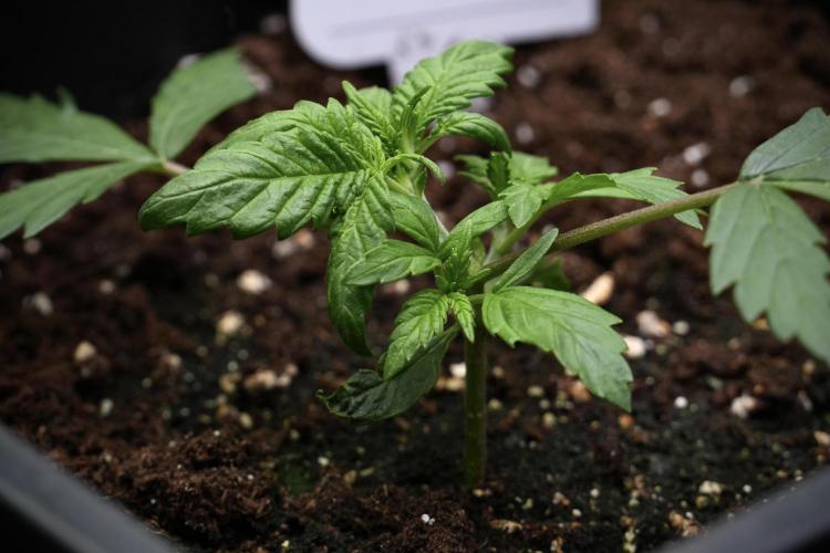 Purple CousKush Auto By Zamnesia Pheno A. Week 3 - Purple CousKush plant A