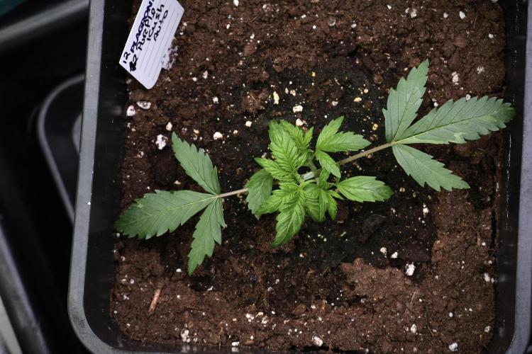 Purple CousKush Auto By Zamnesia Pheno A. Week 3 - Purple CousKush plant A