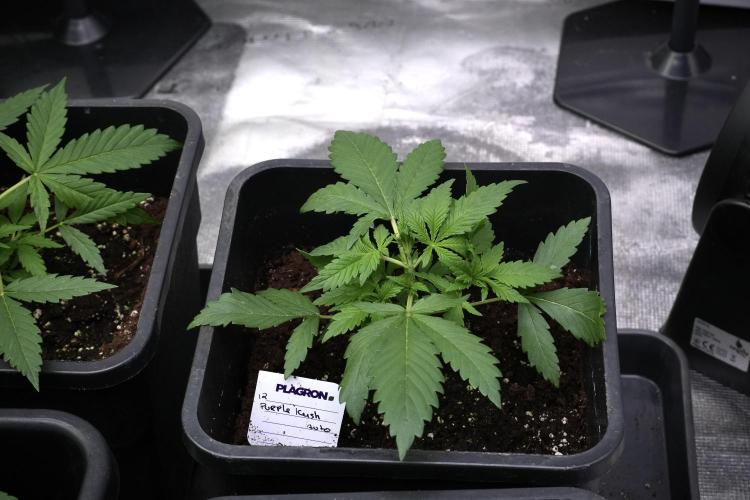 Purple CousKush Auto By Zamnesia Pheno A. Week 3 - Purple CousKush plant A