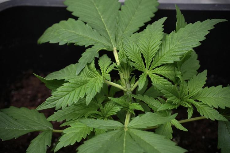 Purple CousKush Auto By Zamnesia Pheno A. Week 3 - Purple CousKush plant A