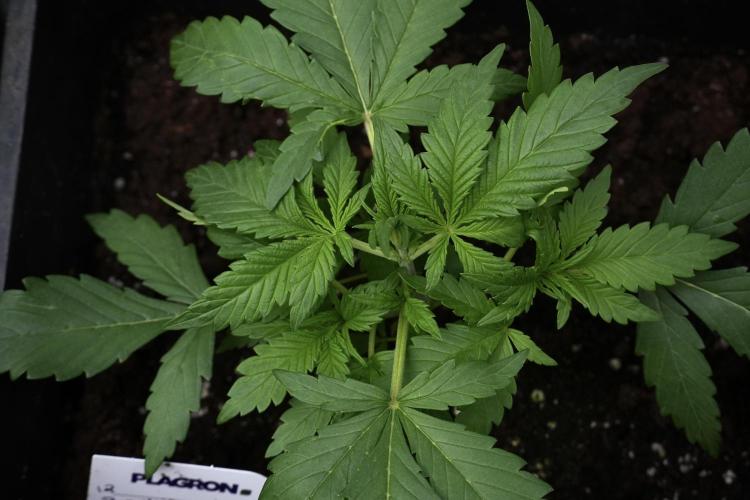 Purple CousKush Auto By Zamnesia Pheno A. Week 3 - Purple CousKush plant A