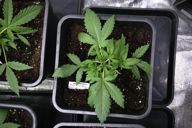 Purple CousKush Auto By Zamnesia Pheno A. Week 3 - Purple CousKush plant A