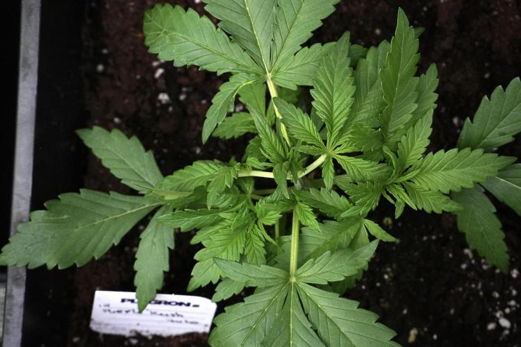 Purple CousKush Auto By Zamnesia Pheno A. Week 3 - Purple CousKush plant A