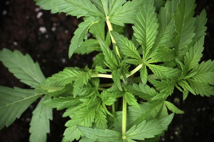 Purple CousKush Auto By Zamnesia Pheno A. Week 3 - Purple CousKush plant A