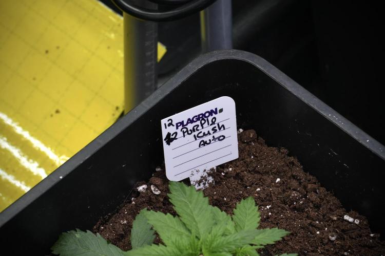 Purple CousKush Auto By Zamnesia Pheno A. Week 3 - Purple CousKush plant A
