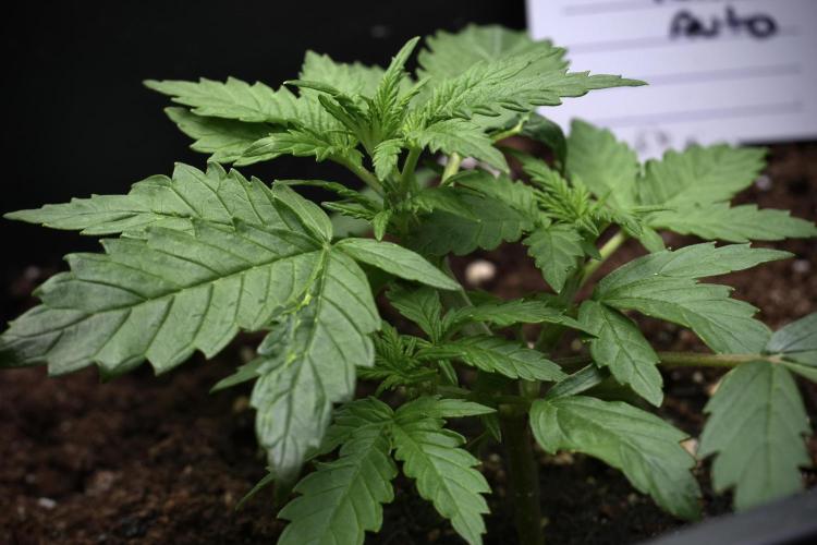 Purple CousKush Auto By Zamnesia Pheno A. Week 3 - Purple CousKush plant A