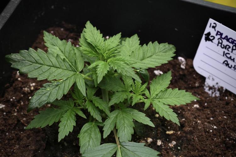 Purple CousKush Auto By Zamnesia Pheno A. Week 3 - Purple CousKush plant A