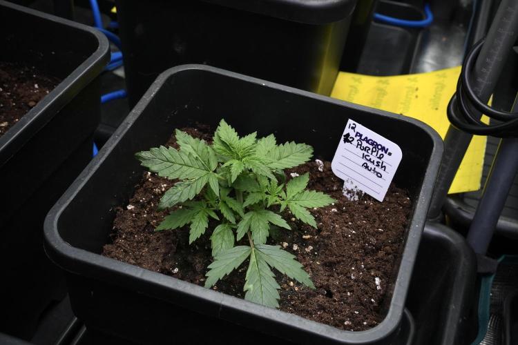 Purple CousKush Auto By Zamnesia Pheno A. Week 3 - Purple CousKush plant A 
