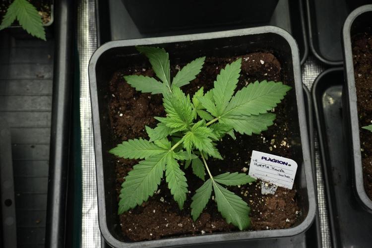 Pheno B Purple CousKush Auto By Zamnesia. Week 3 - Purple CousKush the prefect one 