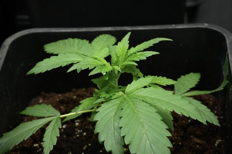 Pheno B Purple CousKush Auto By Zamnesia. Week 3 - Purple CousKush the prefect one 