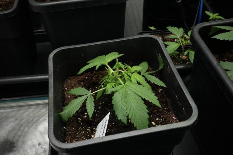 Pheno B Purple CousKush Auto By Zamnesia. Week 3 - Purple CousKush the prefect one 
