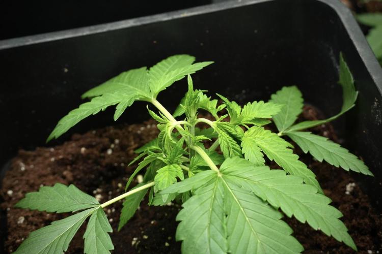 Pheno B Purple CousKush Auto By Zamnesia. Week 3 - Purple CousKush the prefect one 