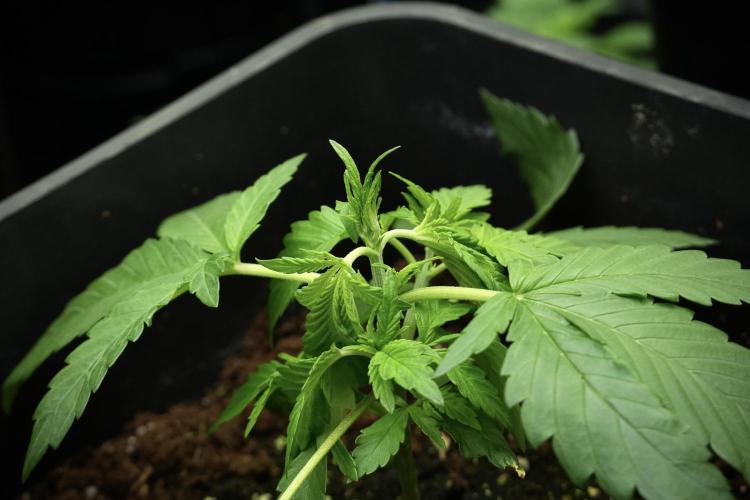 Pheno B Purple CousKush Auto By Zamnesia. Week 3 - Purple CousKush the prefect one 