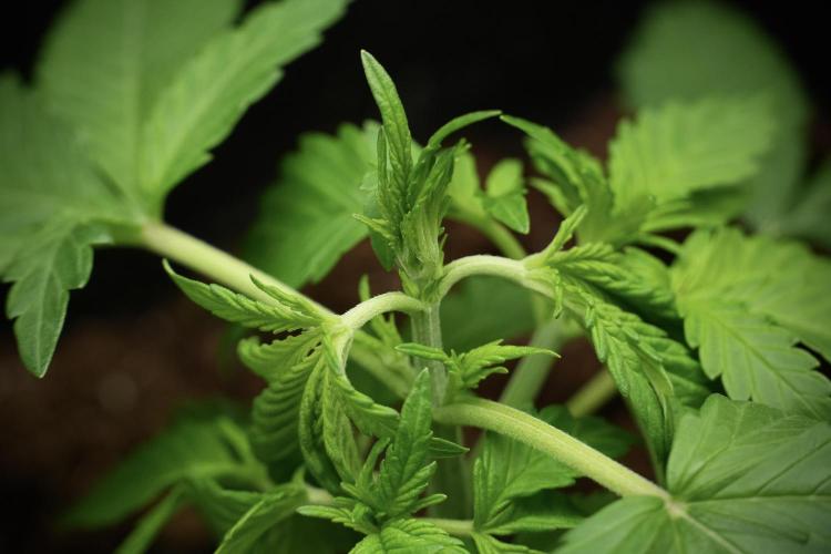 Pheno B Purple CousKush Auto By Zamnesia. Week 3 - Purple CousKush the prefect one 