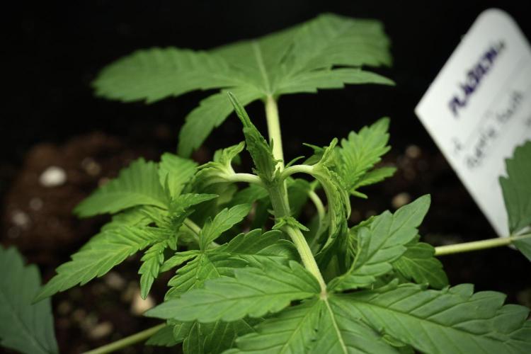 Pheno B Purple CousKush Auto By Zamnesia. Week 3 - Purple CousKush the prefect one 