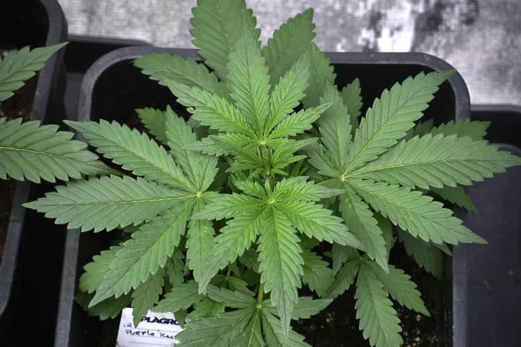 Pheno B Purple CousKush Auto By Zamnesia. Week 3 - Purple CousKush the prefect one 