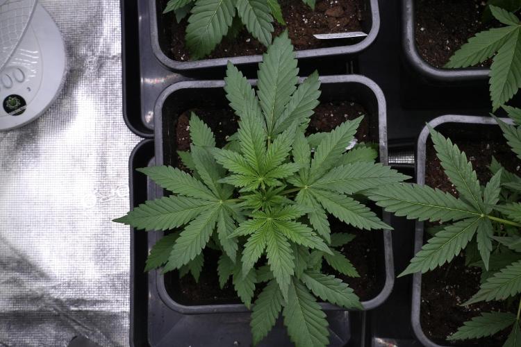 Pheno B Purple CousKush Auto By Zamnesia. Week 3 - Purple CousKush the prefect one 