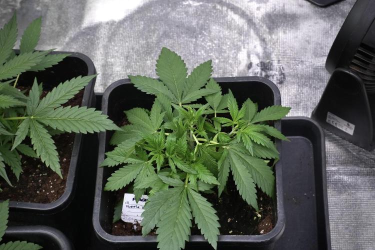 Pheno B Purple CousKush Auto By Zamnesia. Week 3 - Purple CousKush the prefect one 