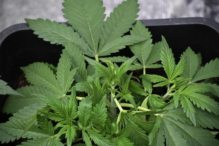 Pheno B Purple CousKush Auto By Zamnesia. Week 3 - Purple CousKush the prefect one 