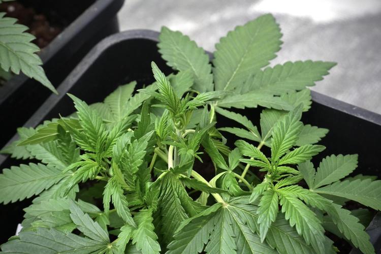 Pheno B Purple CousKush Auto By Zamnesia. Week 3 - Purple CousKush the prefect one 